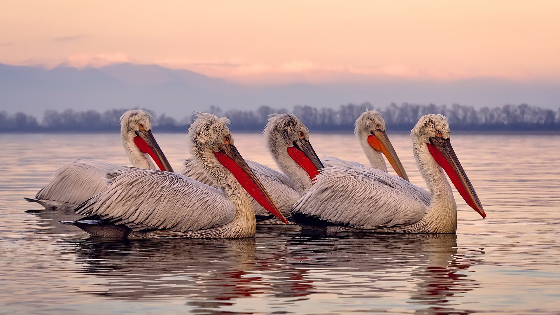 比赛精彩瞬间:封盖、投篮、抢断精彩集锦!,篮球封盖