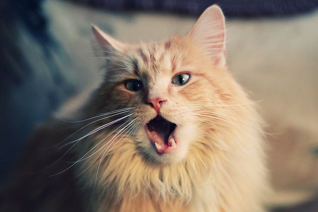 炉石传说 新版本卡牌引爆赛场,炉石卡牌爆率