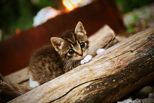 开云官方网站-篮球职业联赛技术裁判系统完善，篮球裁判管理