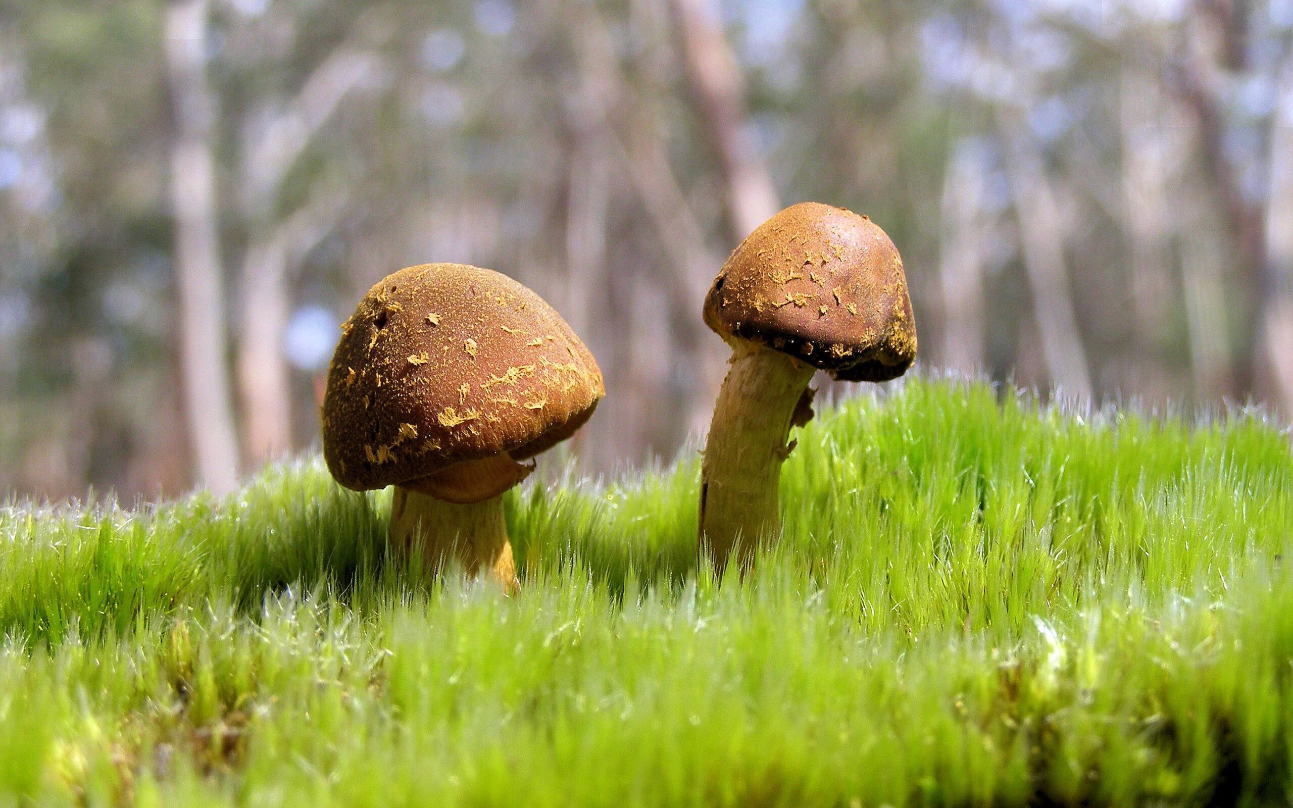 开云官方-KPL赛事与传统体育跨界合作，kpl赛事分析