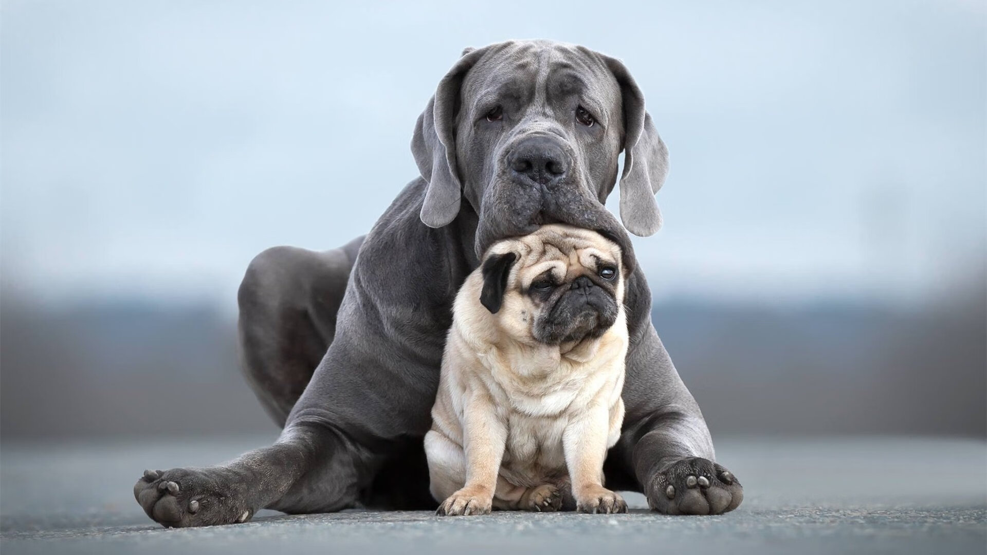 上海海港主帅调整阵容应对密集赛程,上海海港队主教练是谁