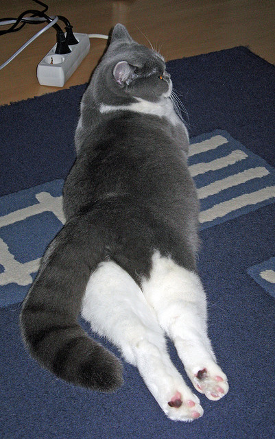 Kaiyun官方登录入口-全球篮球烽火点燃：赛场明星璀璨绽放，nba全球篮球