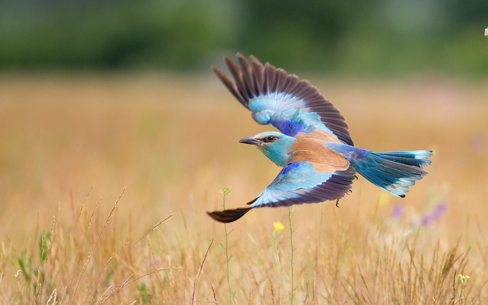 切尔西主场对阵阿森纳,谁能笑到最后?,切尔西vs阿森纳阵容