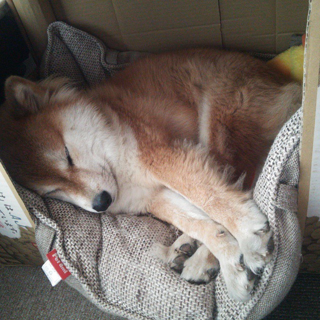 开云·Kaiyun网页版-切尔西新星闪耀欧冠，帕尔默进球技惊四座，切尔西守门员凯帕