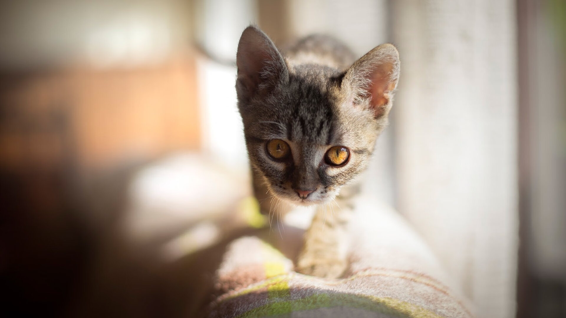 开云中国-多特蒙德客场2-0战胜柏林联合，继续保持不败，多特蒙德对柏林联合集锦