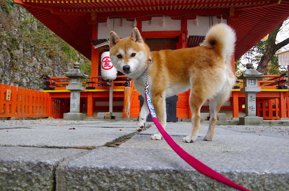 KAIYUNAPP-女子足球比赛中，中国队大胜对手，晋级半决赛，中国女足进半决赛了吗