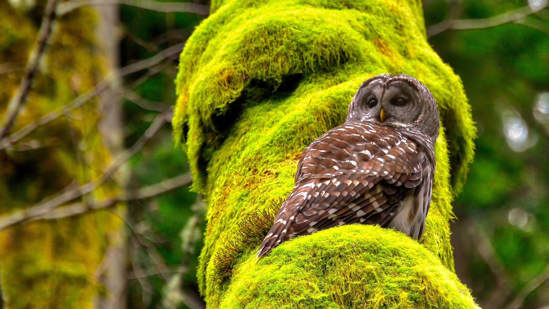 开云官方网页登录-巴萨客场3-1战胜毕尔巴鄂竞技，豪取四连胜，巴萨3_0