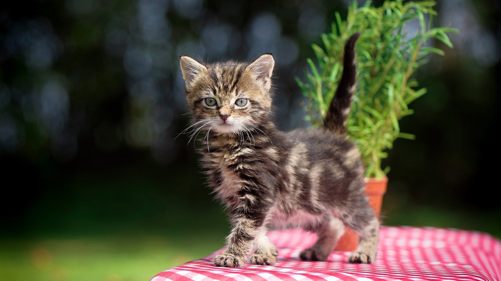 法国队横扫拉脱维亚,晋级欧预赛决赛,法国队欧洲杯预选赛赛程
