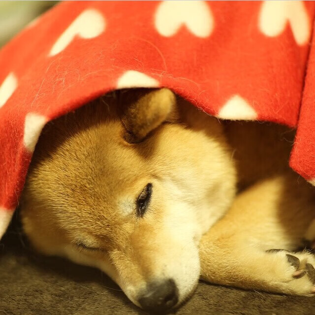 莱比锡球员状态火热，莱比锡吧