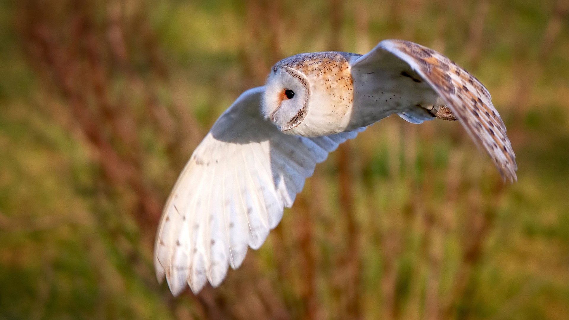 开云网页版-葡萄牙大胜保加利亚，锁定小组头名，葡萄牙vs
