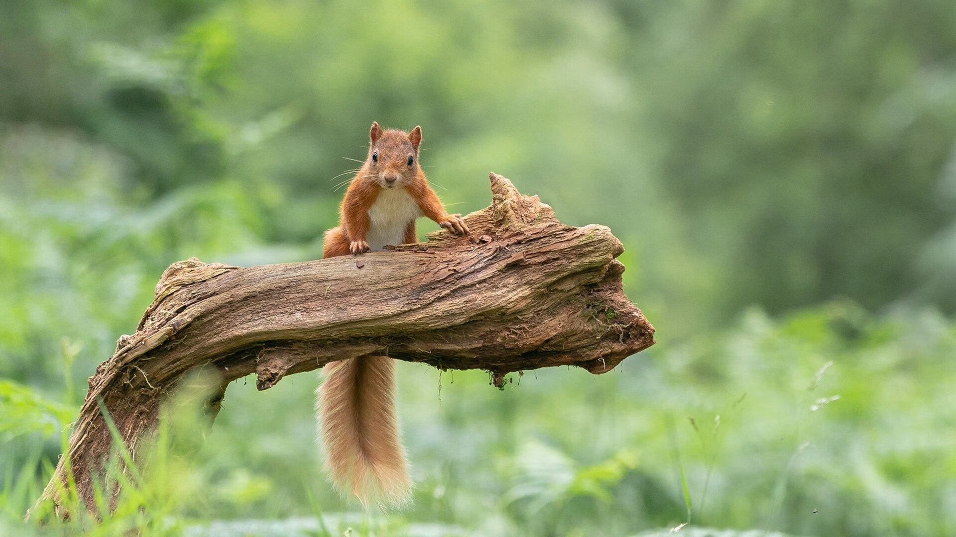 那不勒斯客场大胜,排名迅速攀升,那不勒斯比赛结果