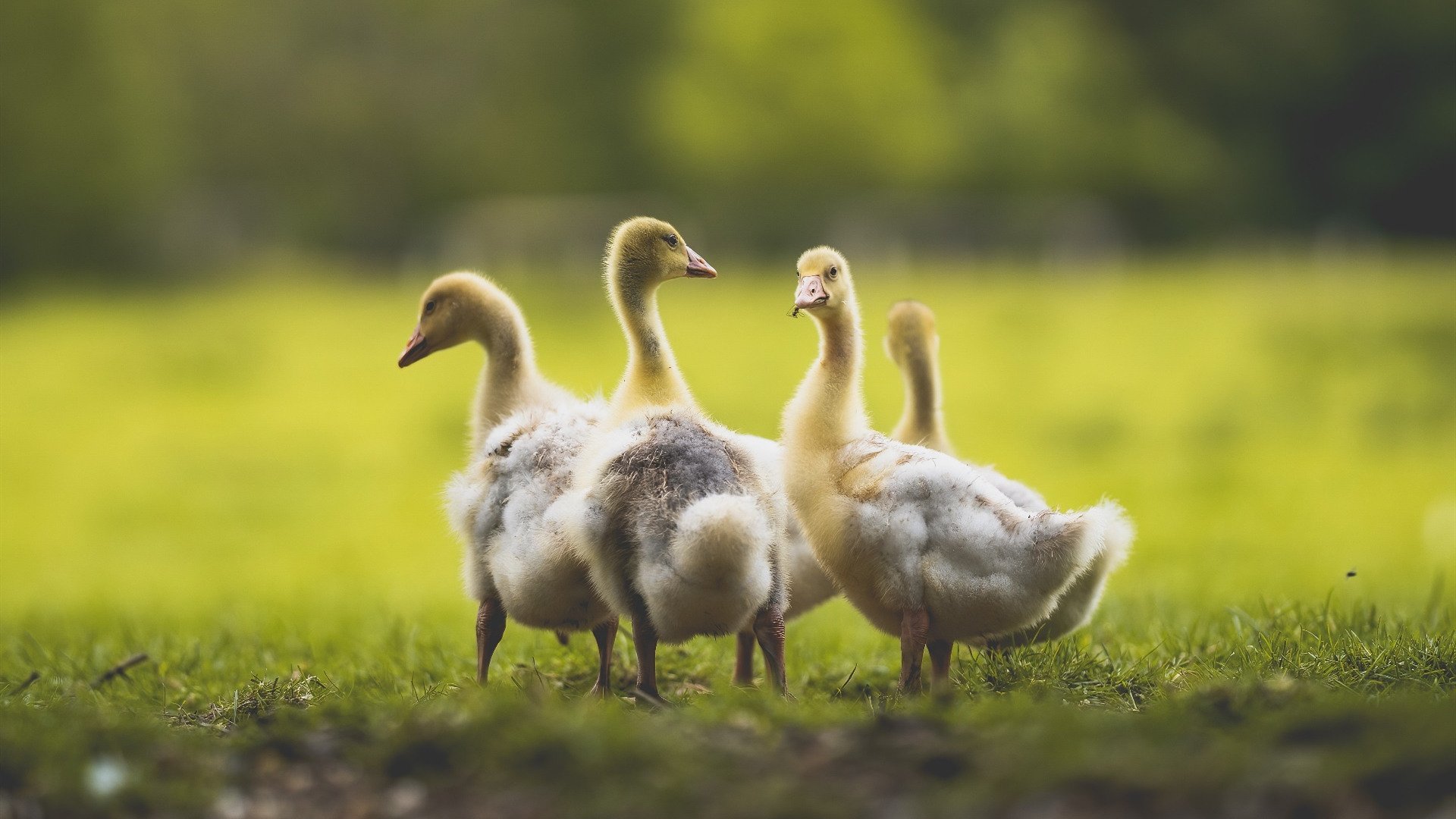 开云体育-阿尔阿赫利新赛季阵容公布，备战国内外赛事，阿尔谢赫里