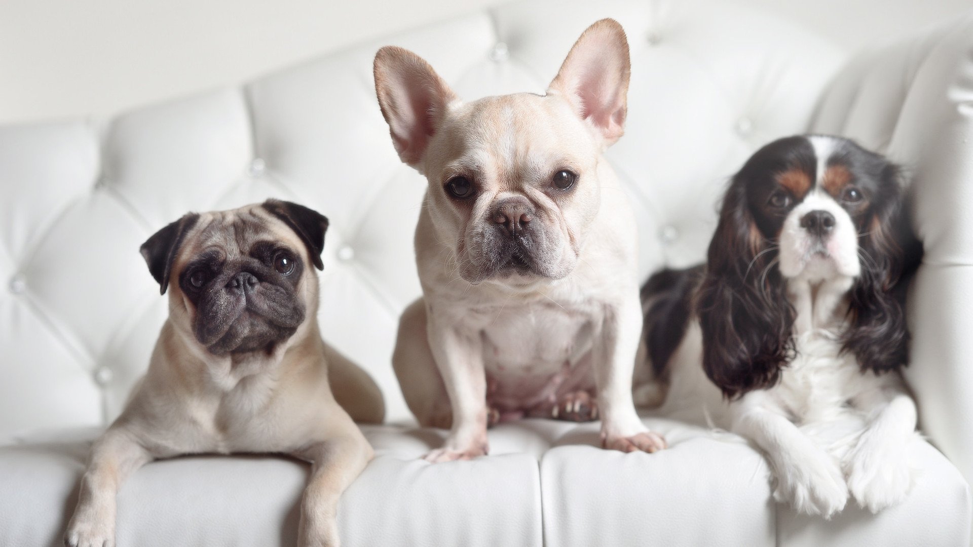 开云·体育官网APP下载-青岛黄海球员全力以赴，为球队争取机会，青岛黄海足球队降级了吗