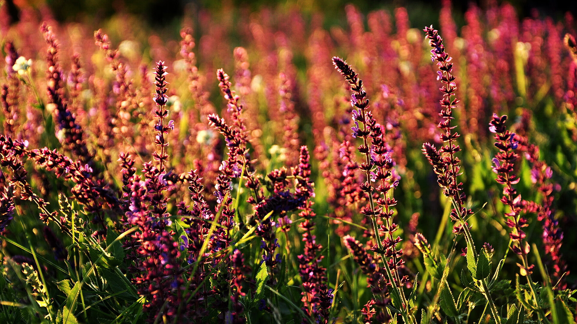 马德里竞技主场大胜,西甲争冠形势再次明朗,马德里竞技比赛结果