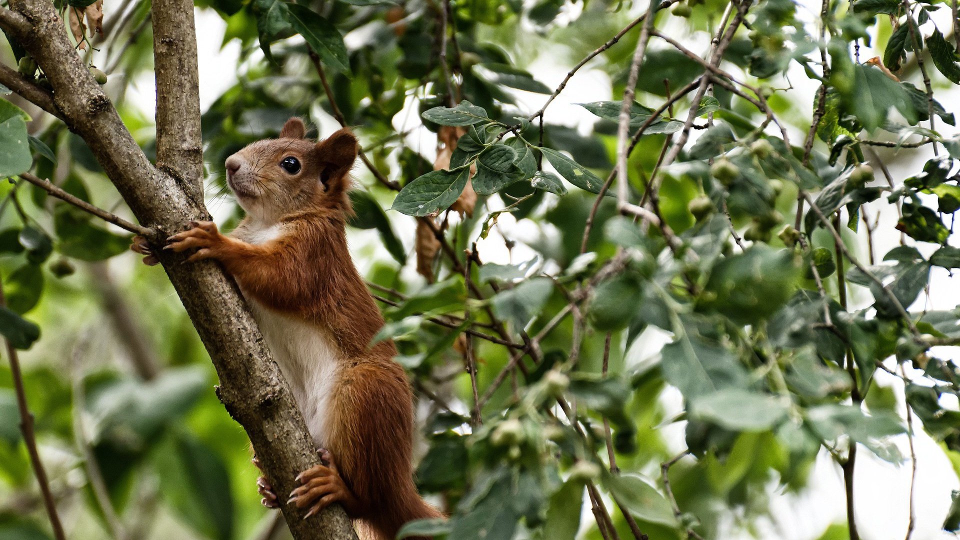 国足体能分配策略变动分析,国足的体能