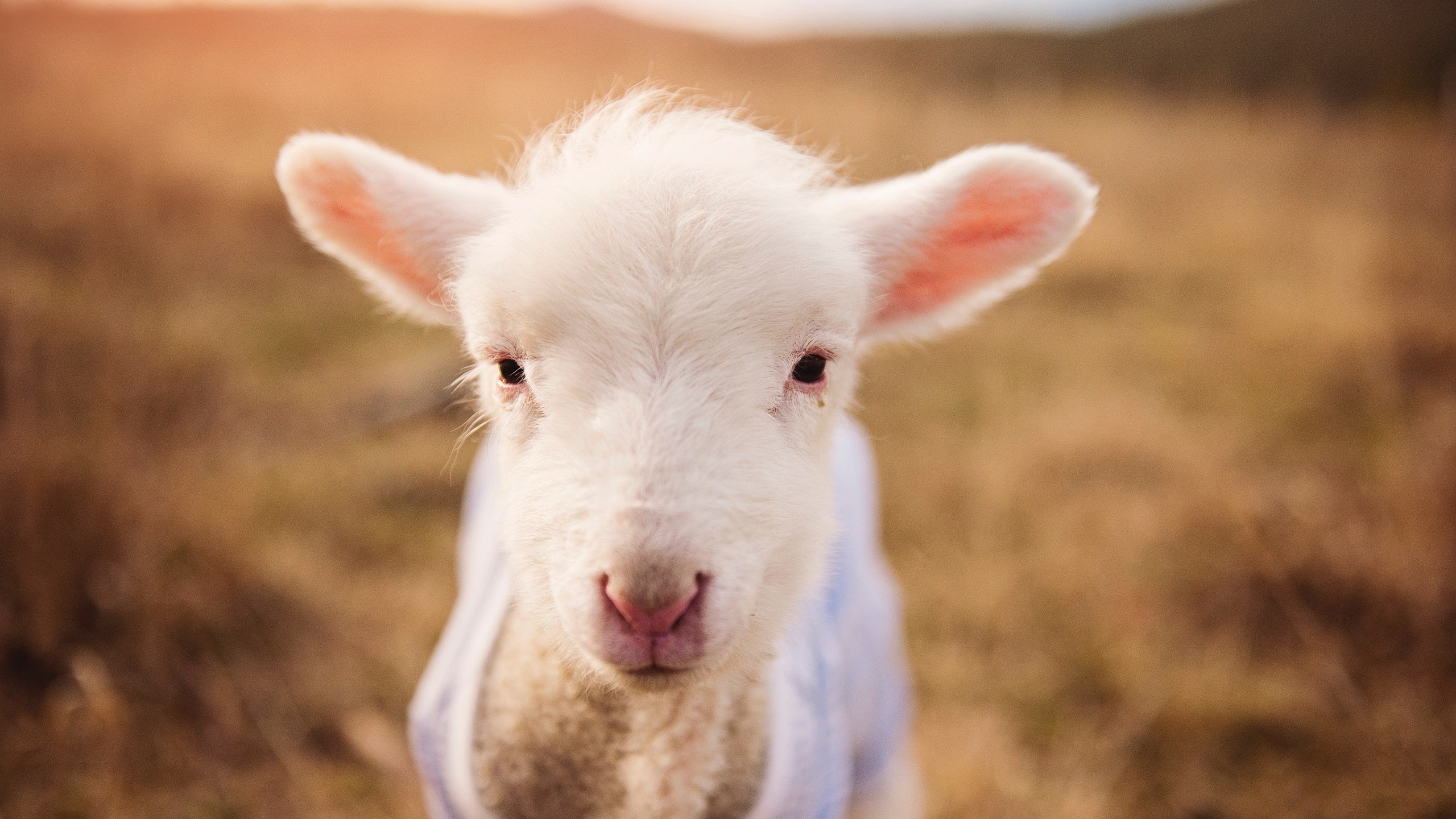 全国青少年铁人两项赛广东选手创新高,2021青少年铁人三项比赛