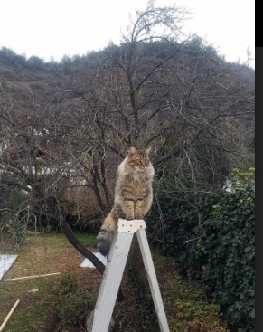 奥运跆拳道中国小将一战成名，中国奥运会跆拳道运动员