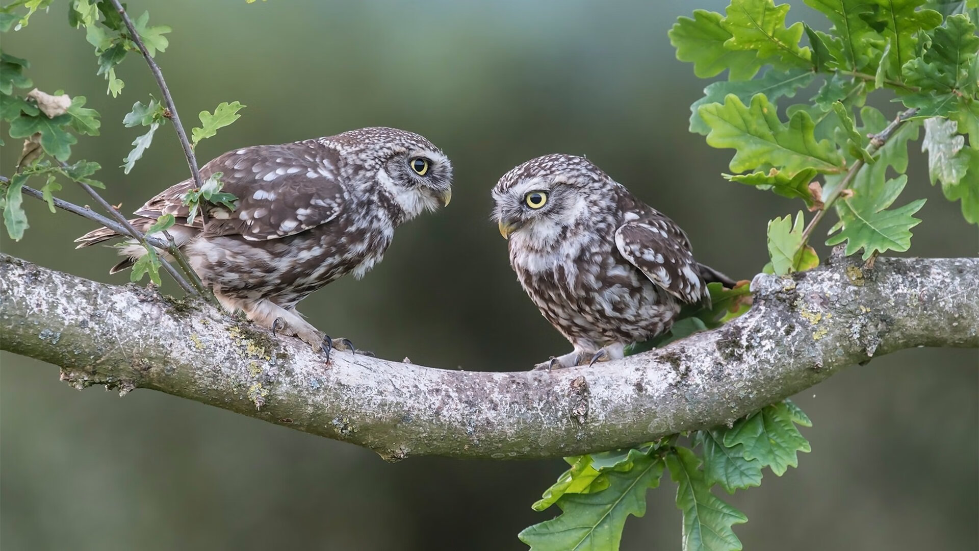 智能健身设备数据隐私保护技术研究,智能健身类产品有哪些类型