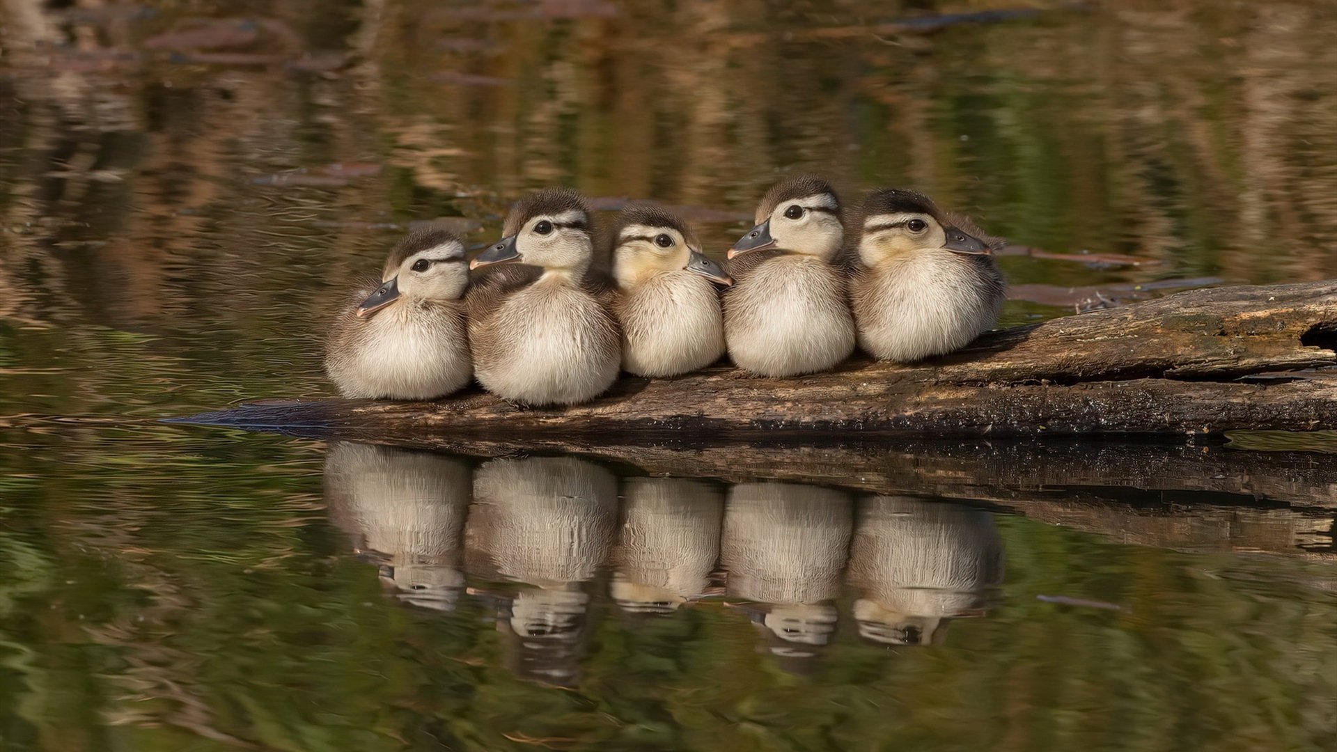 篮球专项技能动作捕捉技术研发,篮球技能动作简略说明