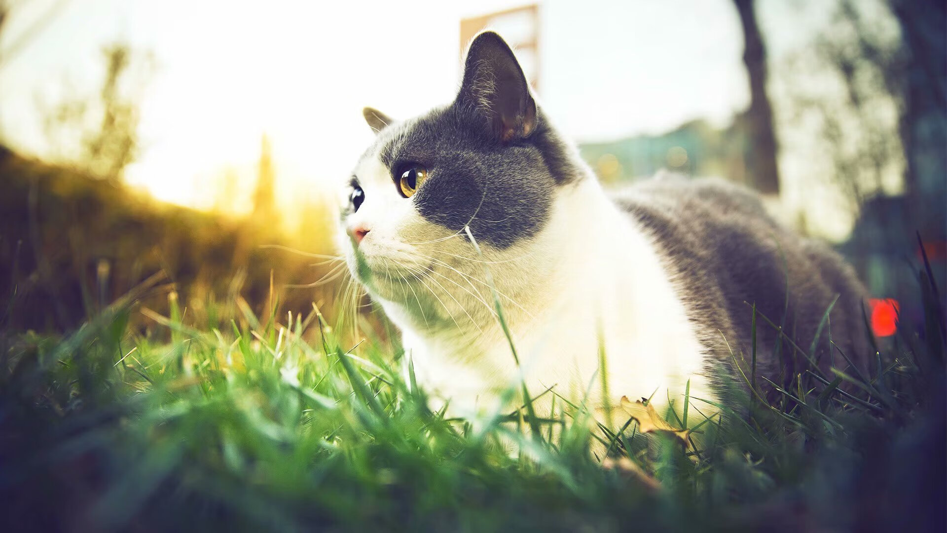 开云体育-校园足球守门员专项训练体系上线，小学足球守门员训练视频