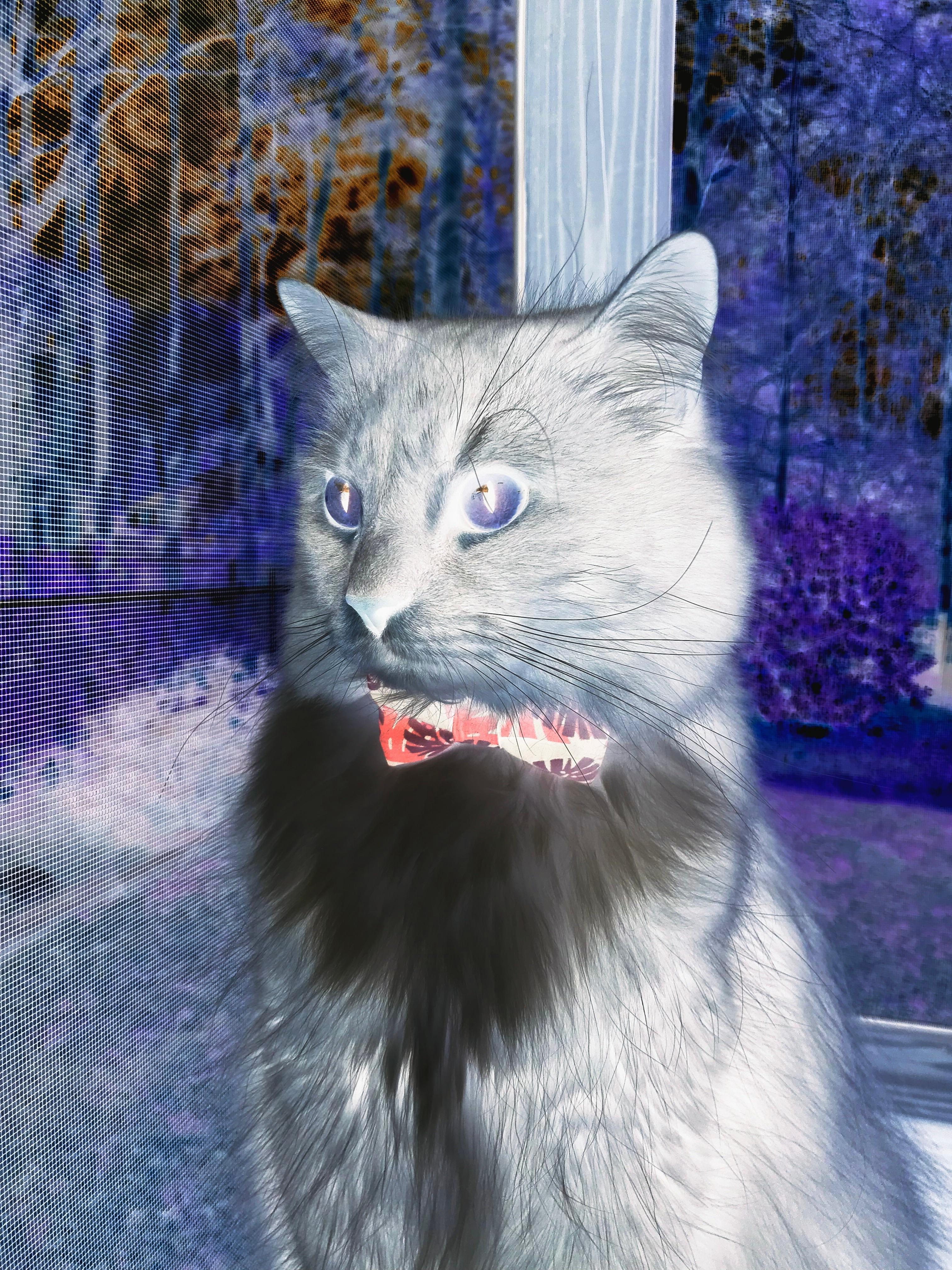 “安赫尔·巴尔博萨的突破与配合意识,成为阿根廷美洲狮队的进攻亮点”