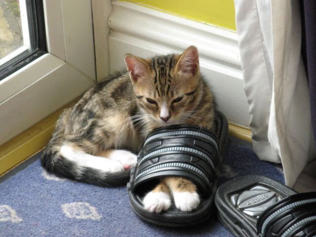 kaiyun官方网站-中甲联赛调整转播时段满足球迷收视习惯变化，2021年中甲联赛转播权