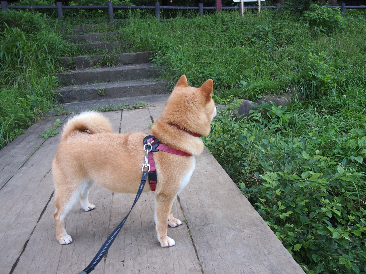 公牛宣布与球员完成买断正式离队,公牛目前阵容