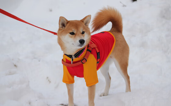 开云·体育官网APP下载-希腊女篮在欧洲锦标赛中持续发光，力争金牌称冠，希腊女篮世界排名