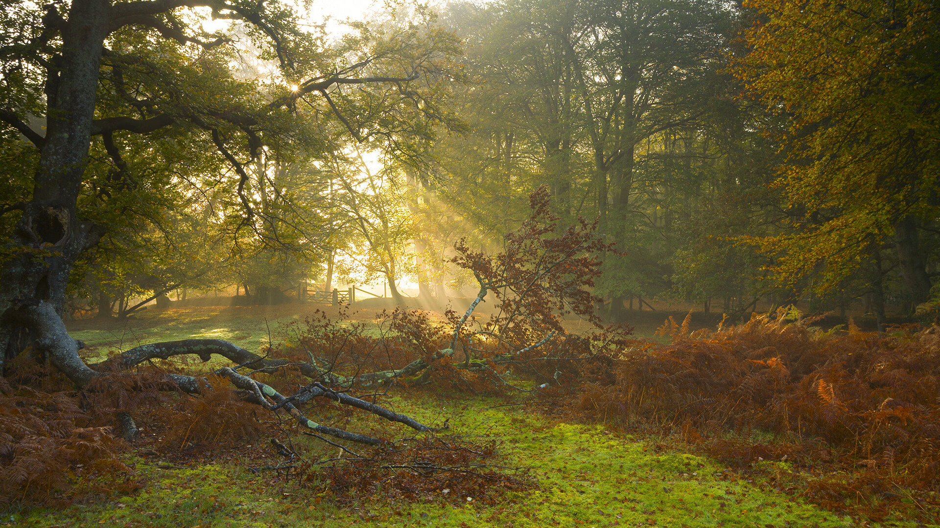 德甲快节奏攻防:场场精彩,火花四溅!,德甲最快进球