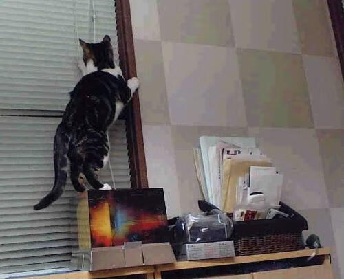 开云体育-美洲杯的线上线下观赛融合发展，美洲杯网上直播