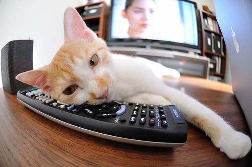 贾瓦迪800米自由泳力拼佳绩,贾瓦迪获男子800米自由泳金牌